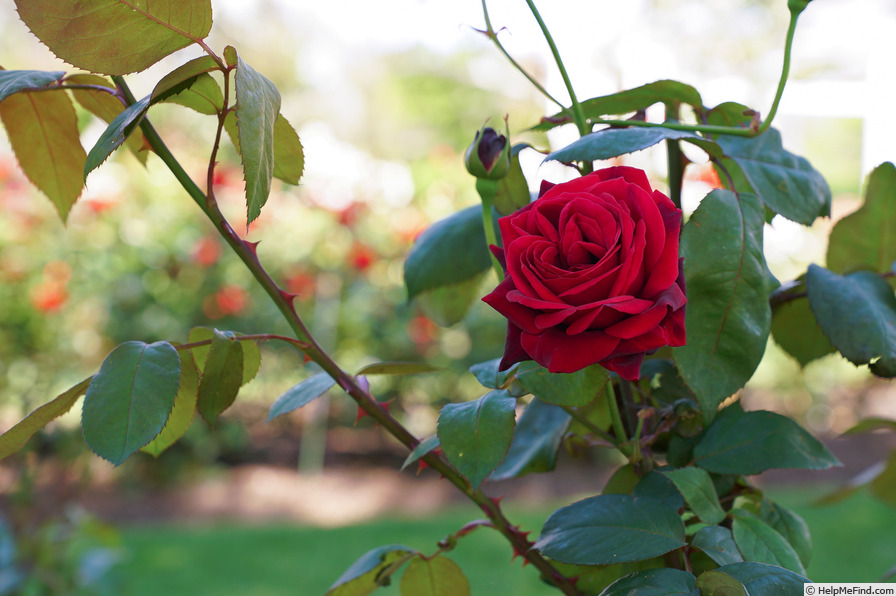 'Satchmo ®' rose photo