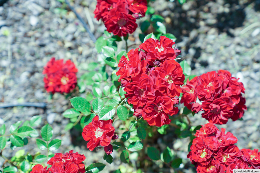 'Scarlet Sunblaze ™' rose photo
