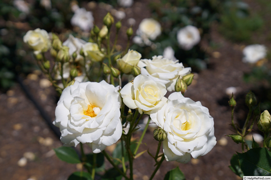 'White Spray ® (floribunda, LeGrice 1968)' rose photo