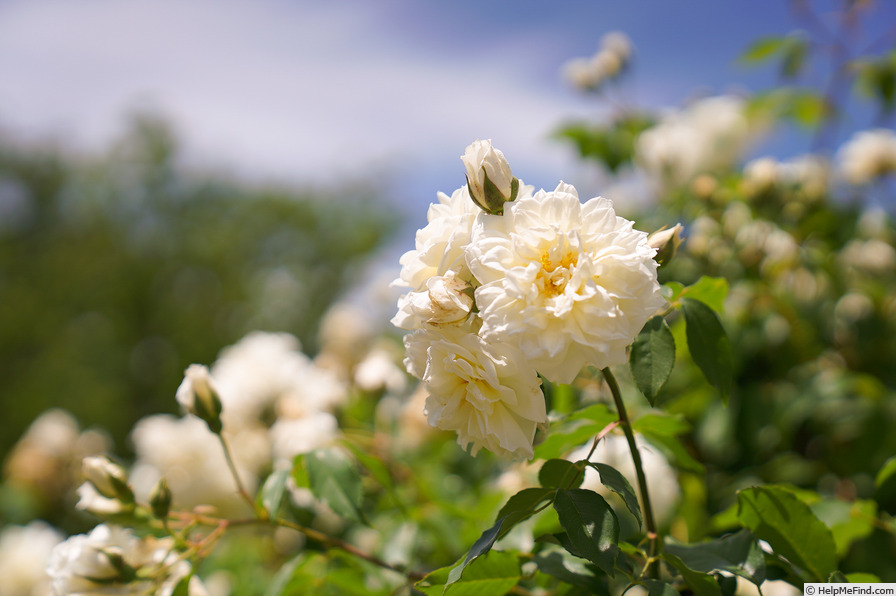 'Lamarque (noisette, Maréchal, 1830)' rose photo