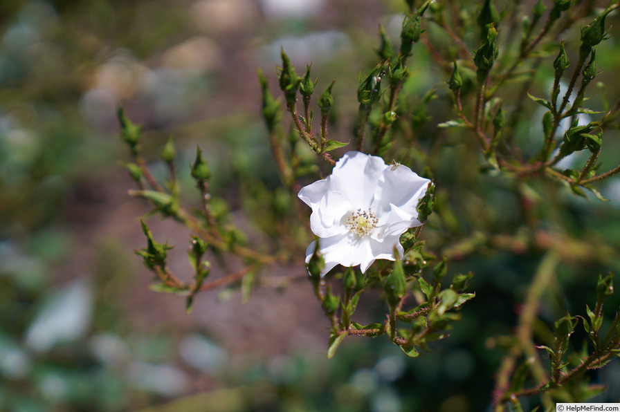 'Heideschnee ®' rose photo