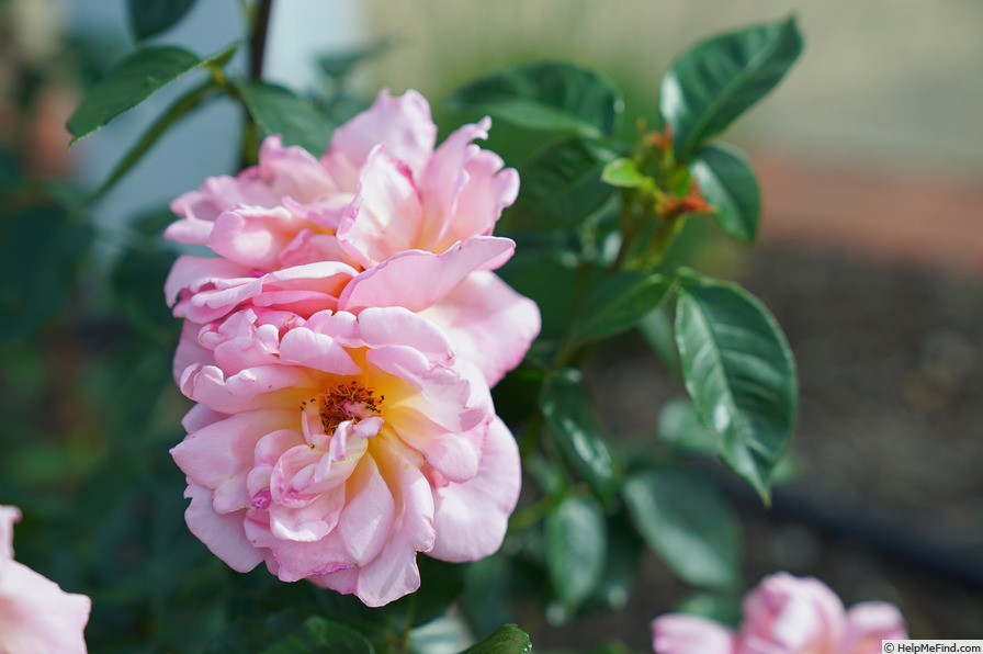 'Shot Silk' rose photo