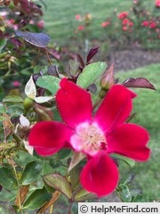 'Red Meidiland' rose photo