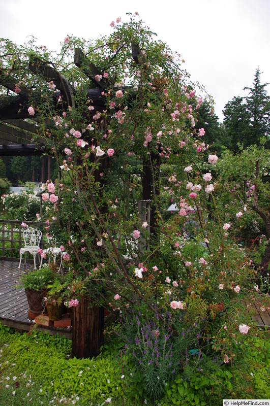 'François Juranville' rose, click to enlarge 'François Juranville' rose photo