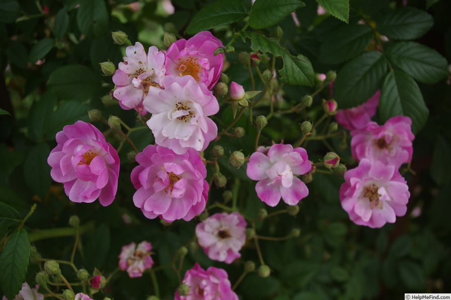 'Apple Blossom (hybrid multiflora, Burbank, 1932)' rose photo