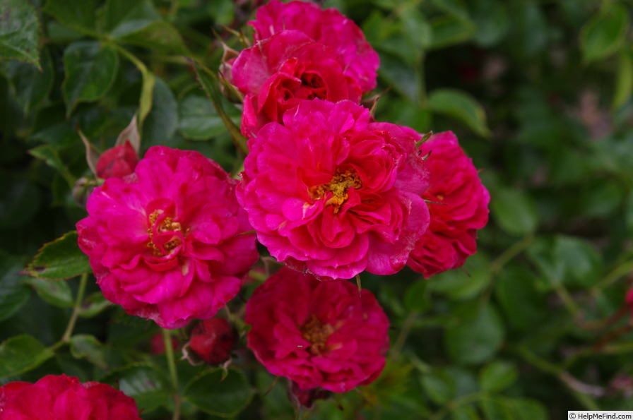 'Red Bells ®' rose photo