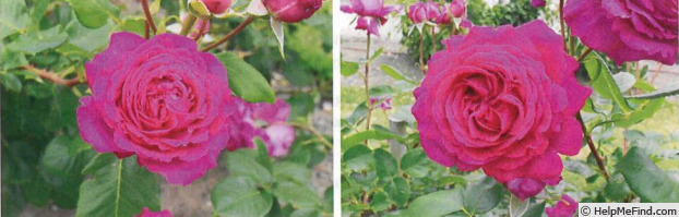 '10-10356-5' rose photo