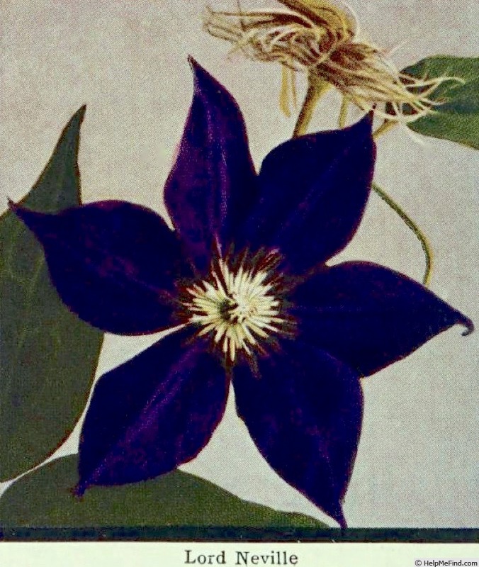 'Lord Nevill' clematis photo