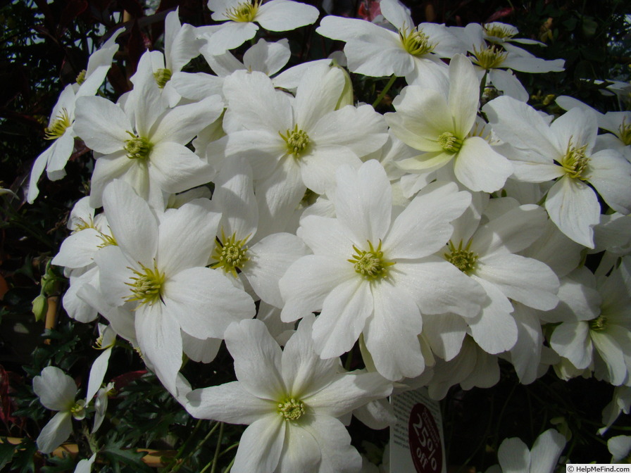 'Avalanche (White, 1999)' clematis photo