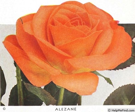 'Alezane (hybrid tea, Pahissa 1934)' rose photo