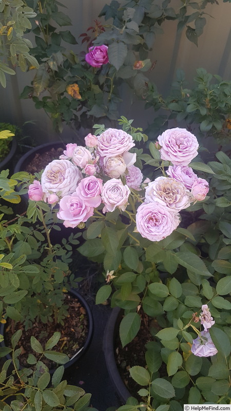'Tangles' rose photo