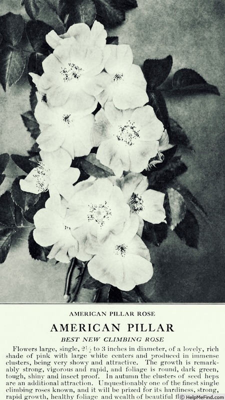 'American Pillar' rose photo