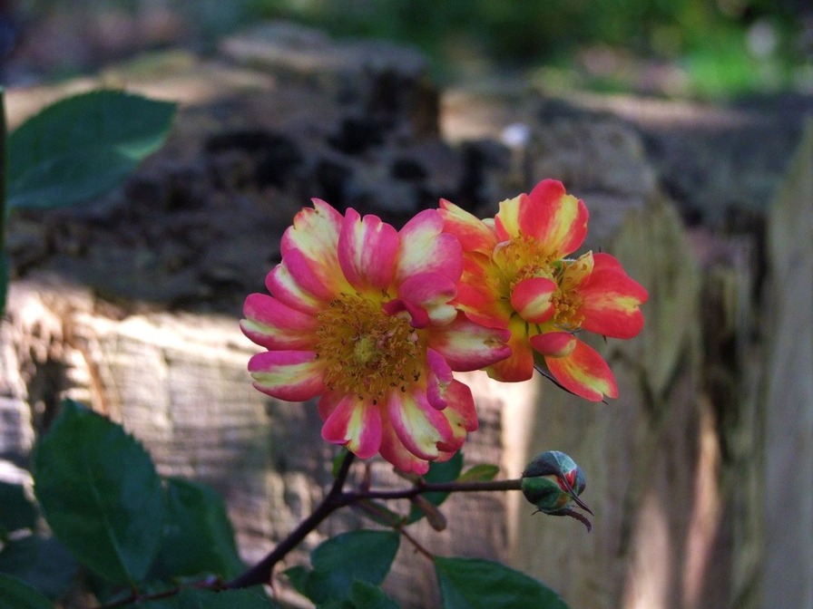 'Art Nouveau (floribunda, James 2009)' rose, click to enlarge 'Art Nouveau (floribunda, James 2009)' rose photo