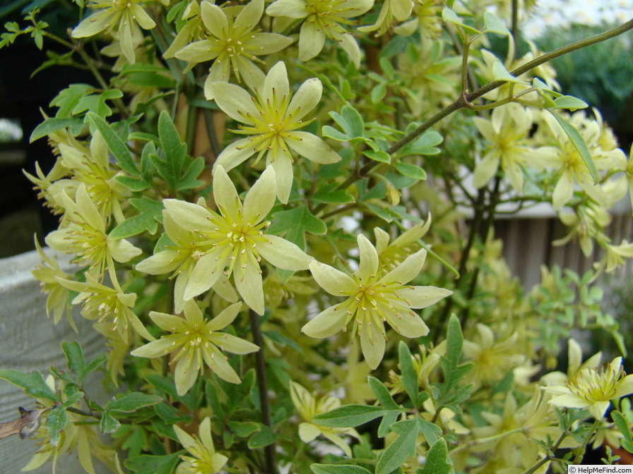'Fragrant Oberon' clematis photo