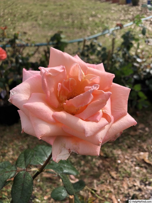 'Summer Dream (hybrid tea, Warriner, 1986)' rose photo