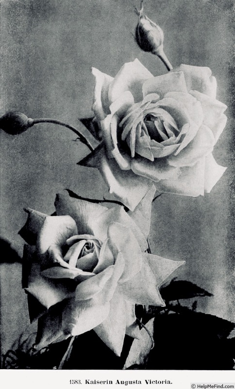'Kaiserin Augusta Victoria' rose photo