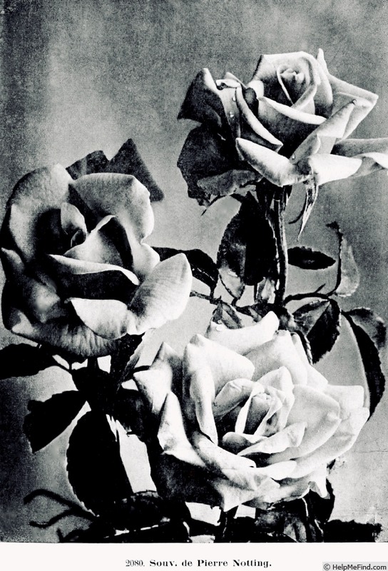 'Souvenir de Pierre Notting' rose photo