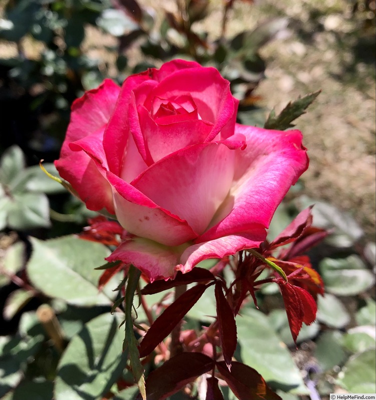 'Target' rose photo