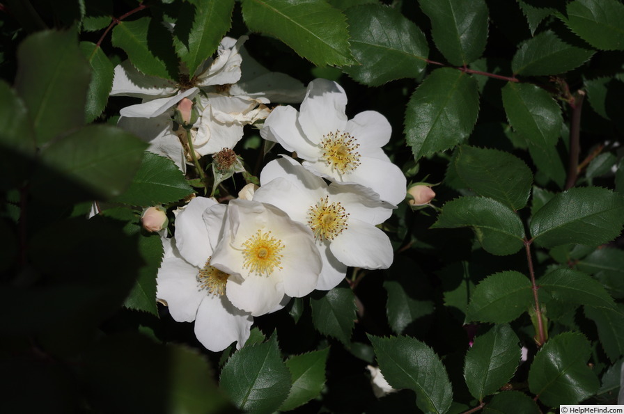 'Kew Gardens' rose photo