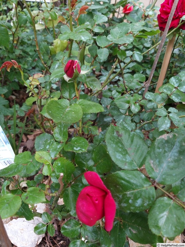 'Jingle Bells ® (hybrid tea, NIRP)' rose photo