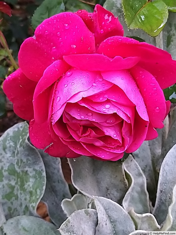 'Jingle Bells ® (hybrid tea, NIRP)' rose photo