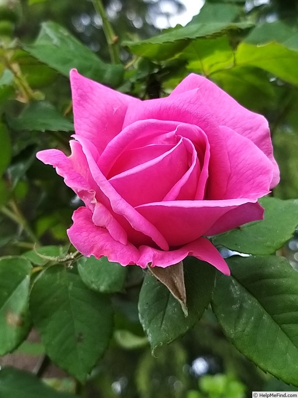 'Parfum Royal Cl.' rose photo