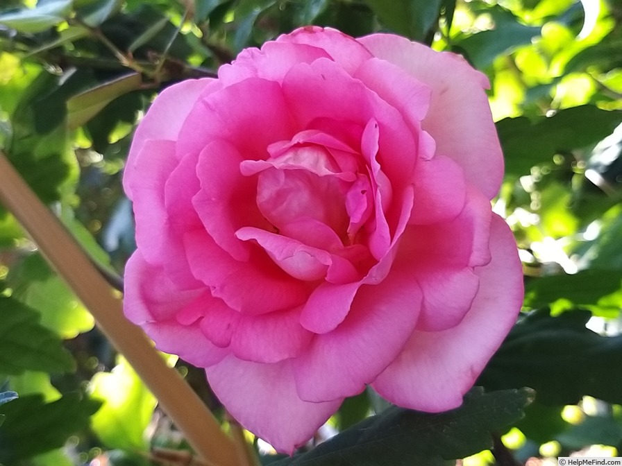 'Parfum Royal Cl.' rose photo