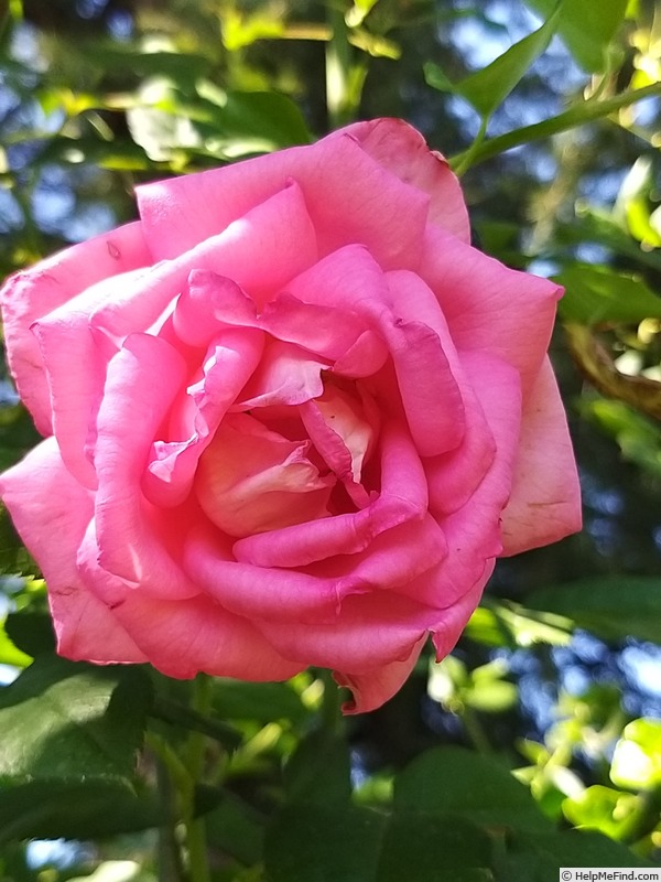 'Parfum Royal Cl.' rose photo