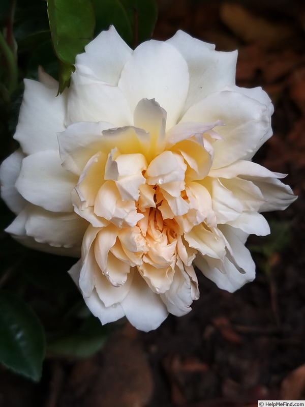'Paul Transon (Rambler, Barbier, 1900)' rose photo