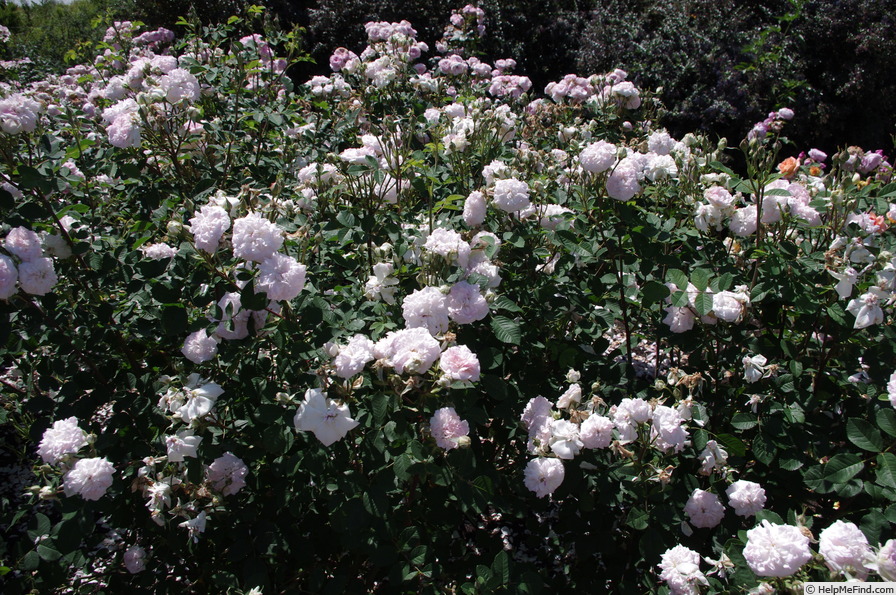 'AUStough' rose photo