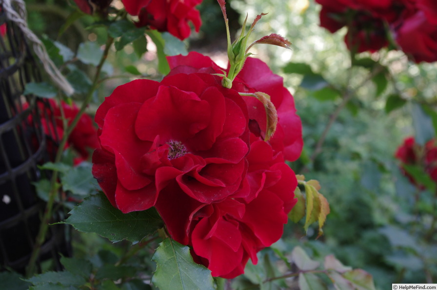 'Temptress (shrub, Kordes, 2004)' rose photo