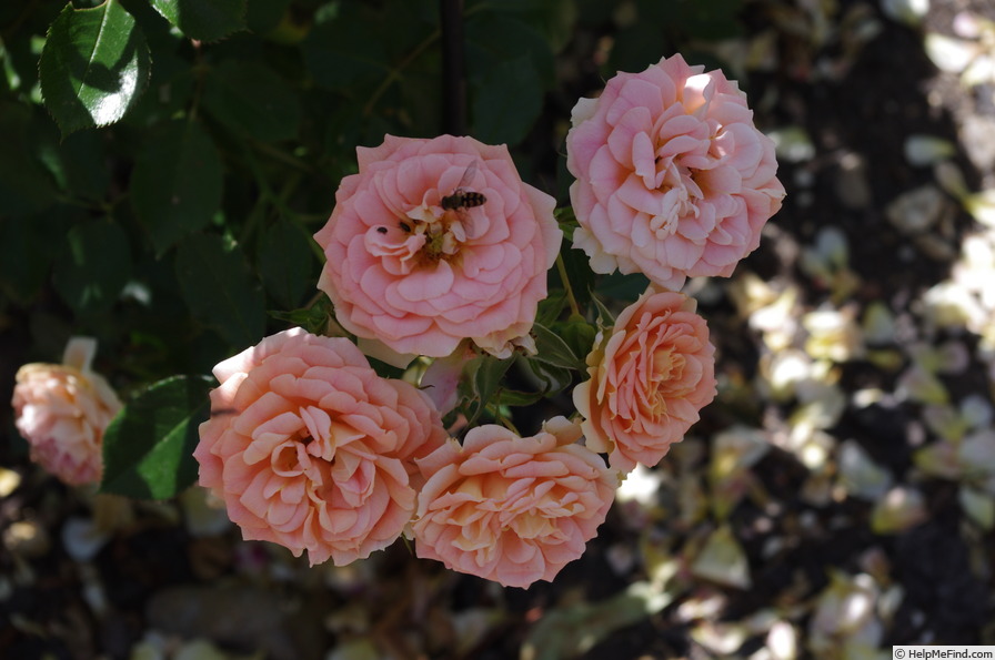 'Absent Friends' rose photo