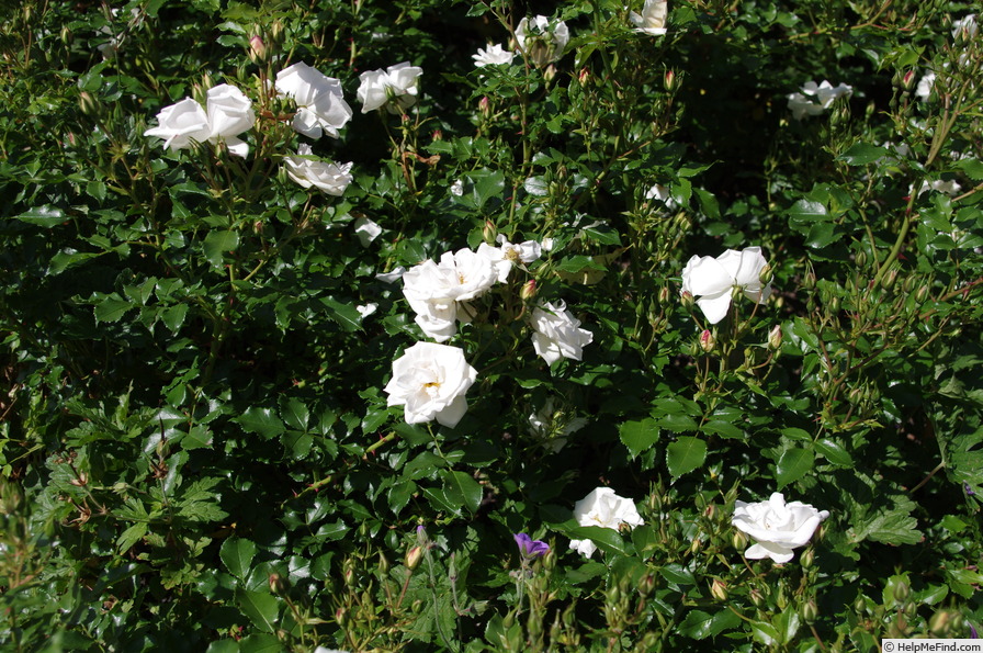 'Diamond (shrub, Kordes 2001)' rose photo
