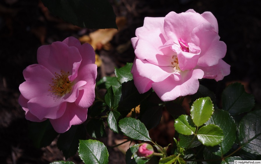 'Oxfordshire' rose photo