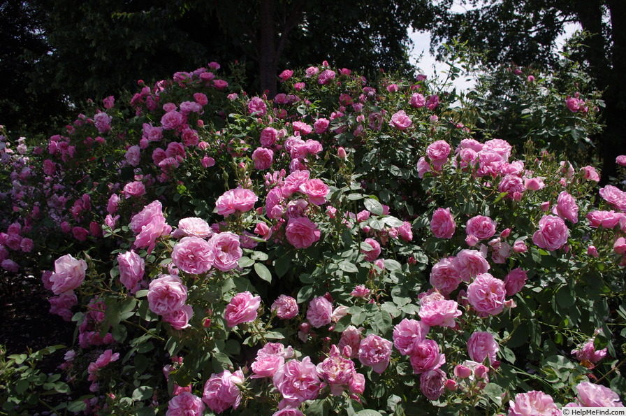 'Hyde Hall ®' rose photo