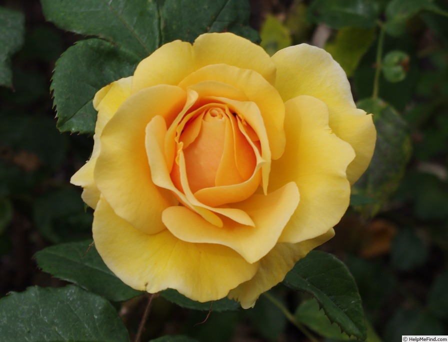 'Benita ®' rose photo