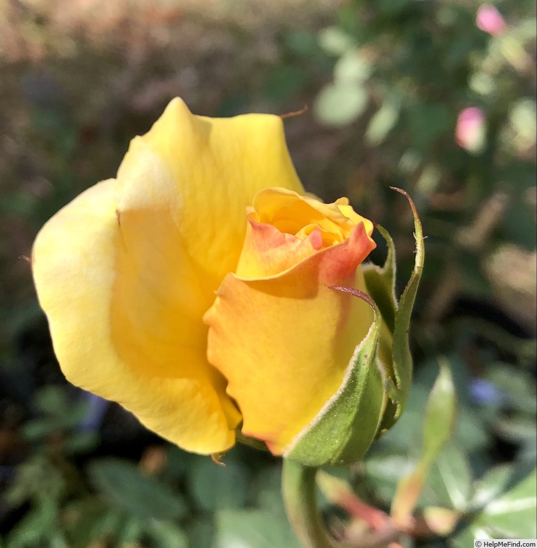 'Golden Scepter' rose photo
