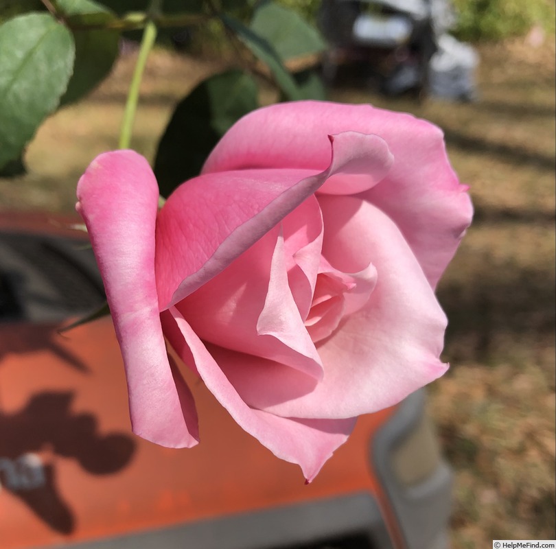 'First Love (hybrid tea, Swim, 1950)' rose photo