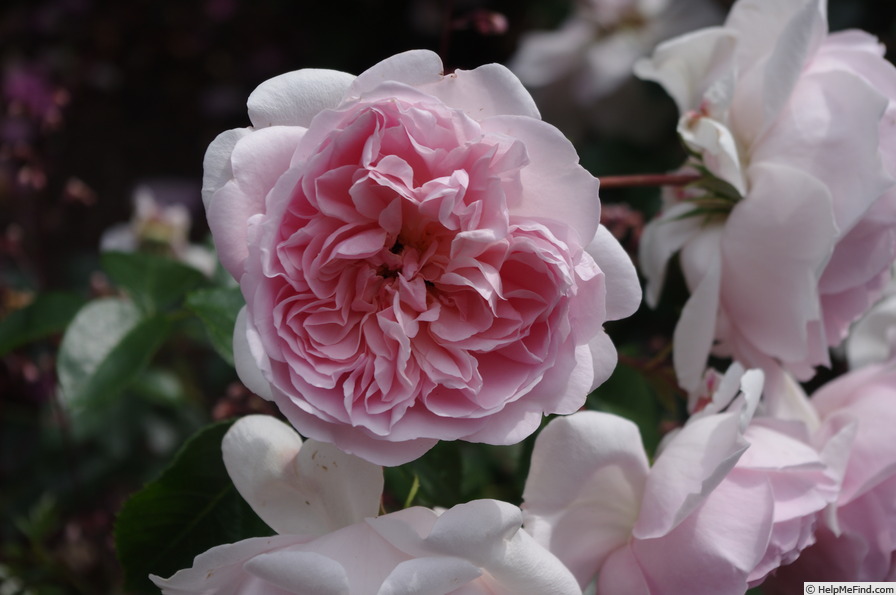 'AUSman' rose photo