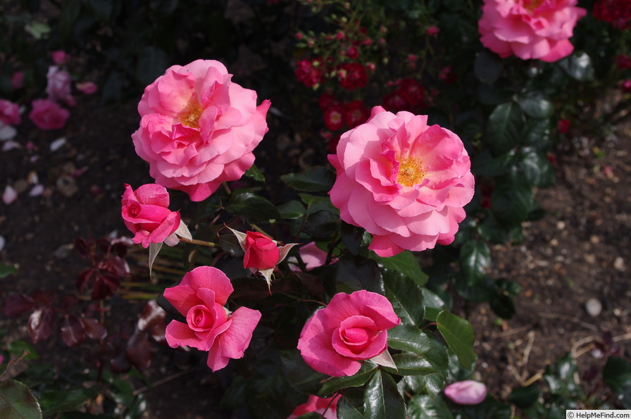 'Gordons College' rose photo