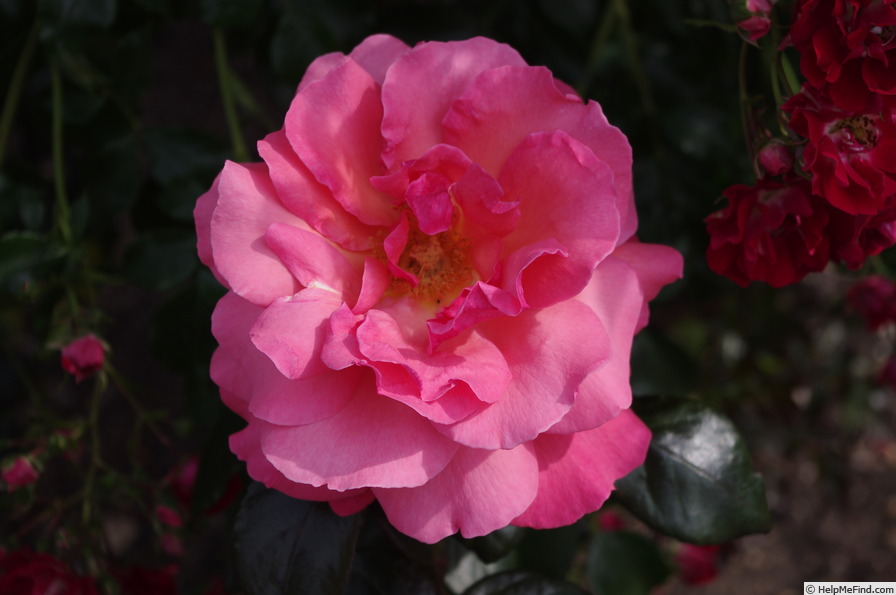 'Gordons College' rose photo