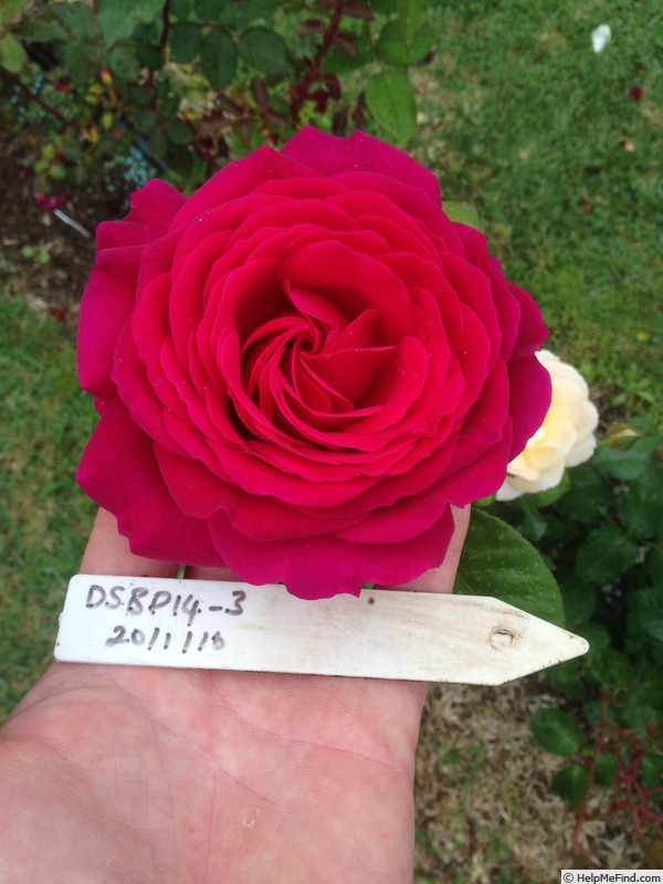 'DSBP14-3' rose photo