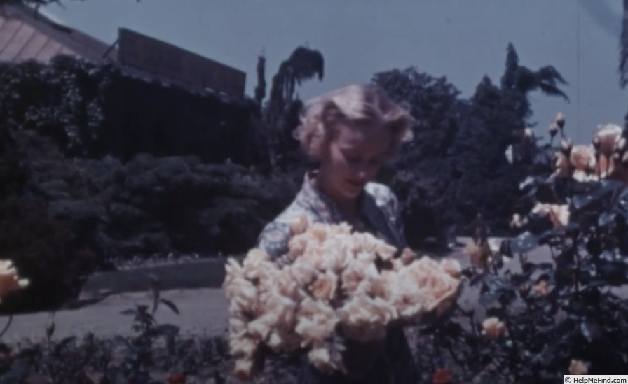 'Golden State (hybrid tea, Meilland, 1937)' rose photo
