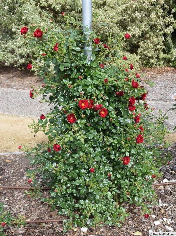 'Ruby Ribbons' rose photo