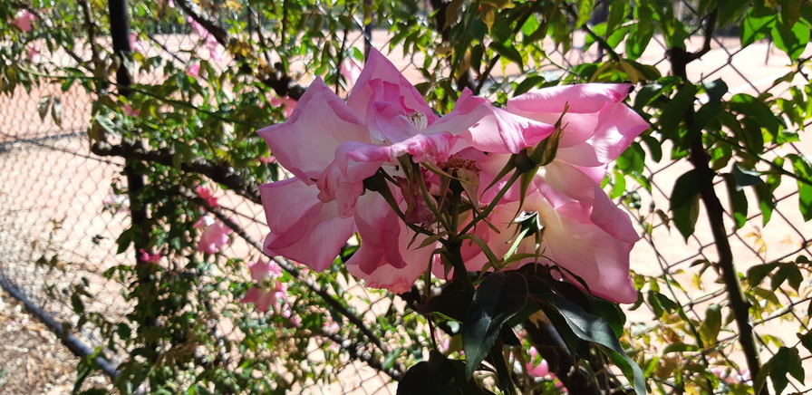 'Flying Colours (climber, Clark 1922)' rose photo