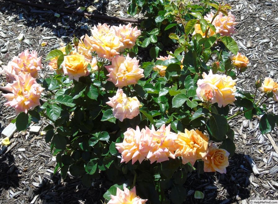 'HORumba' rose photo