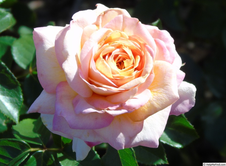 'HORumba' rose photo