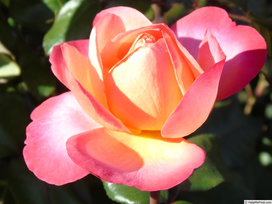 '5064-99-4' rose photo