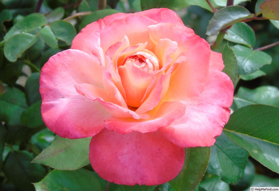 '5064-99-4' rose photo
