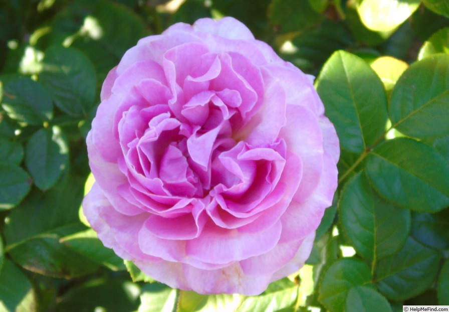 '6429-02-1' rose photo